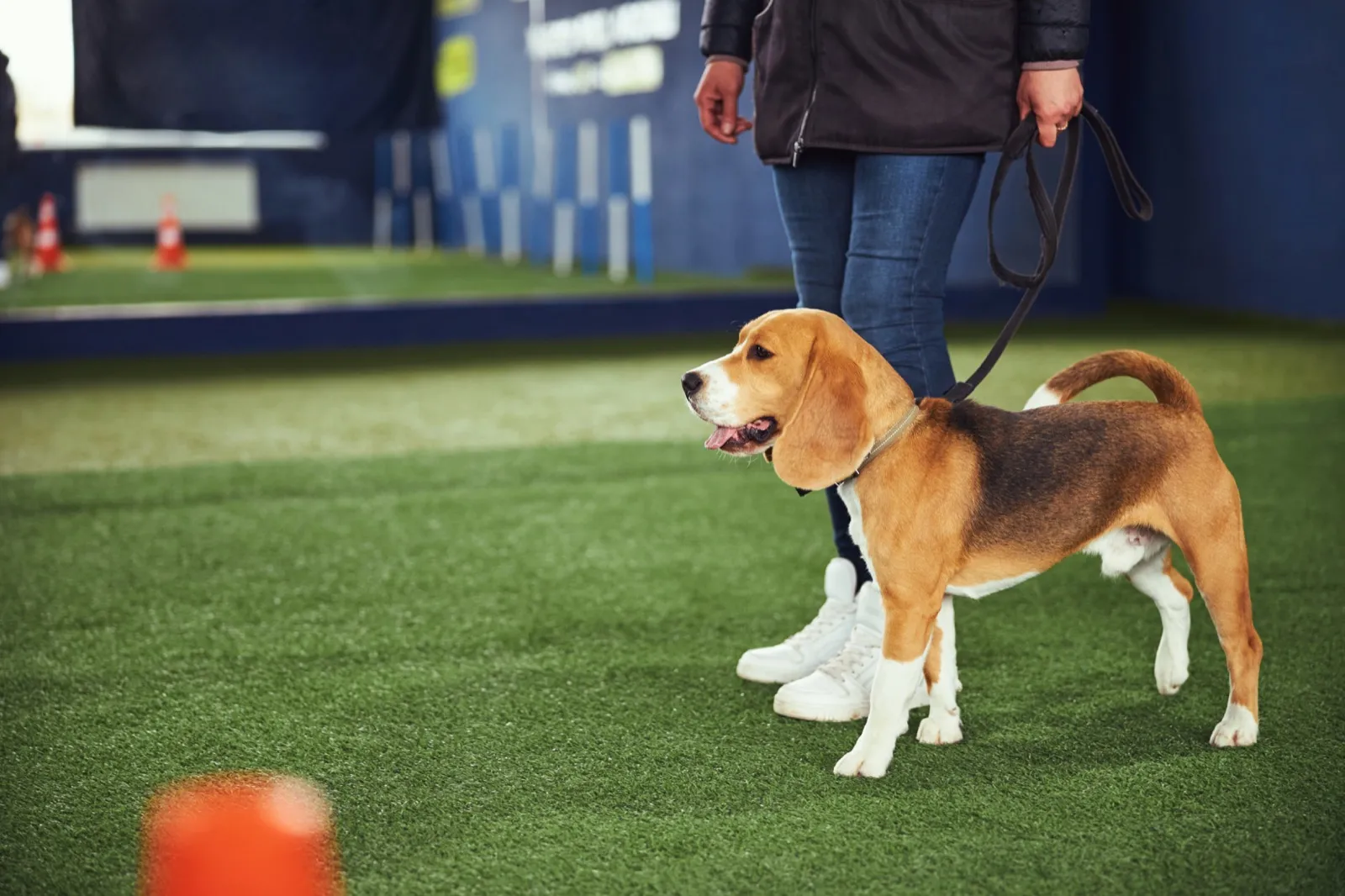 Dog Training & Behaviour