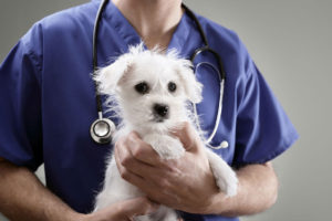 Internal Parasites in Dogs & Cats
