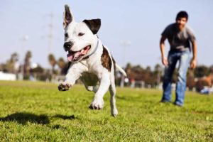 How to Protect your Dogs during Summers in Qatar: Dr. Abdur Rehman Mi