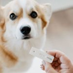 bellylabs_dog_pregnancy_test-1 Snap Test